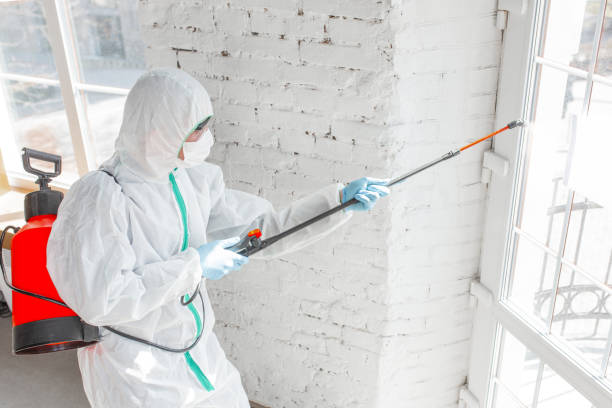 Why You Should Choose Our Mold Remediation Services in Charleston, MO